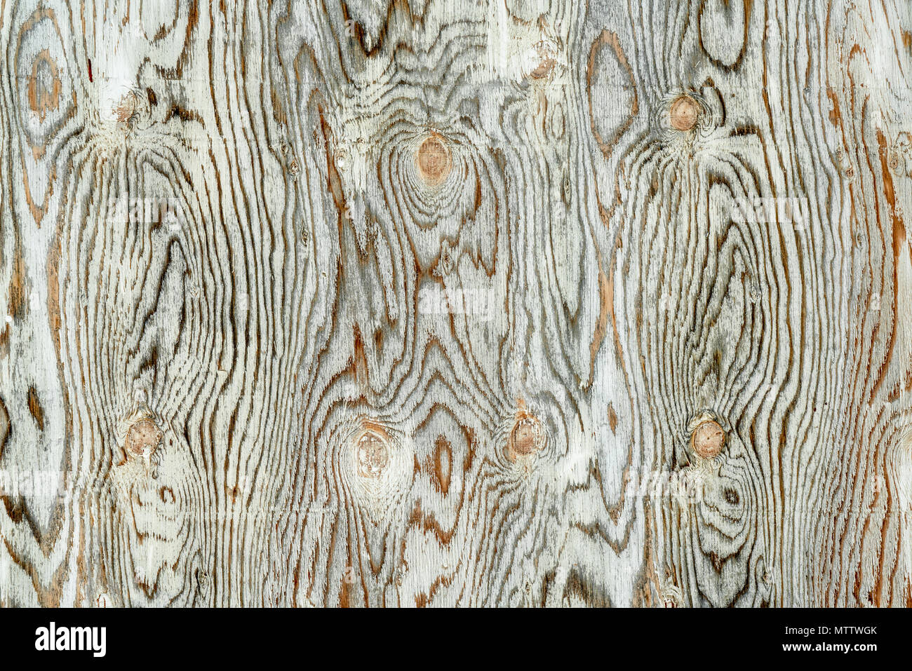 texture of weathered, white painted plywood with grain patterns and