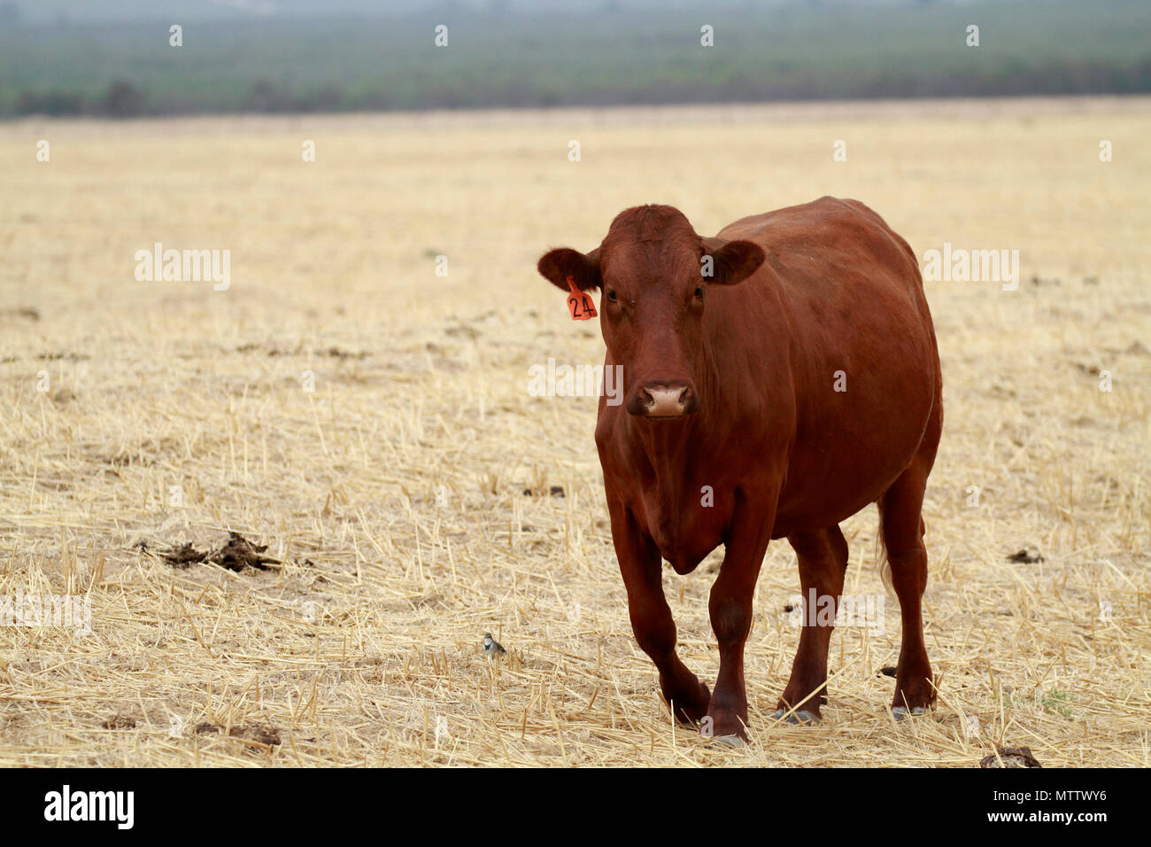 Cattle on Boland farm , Western Province , South Africa. Stock Photo