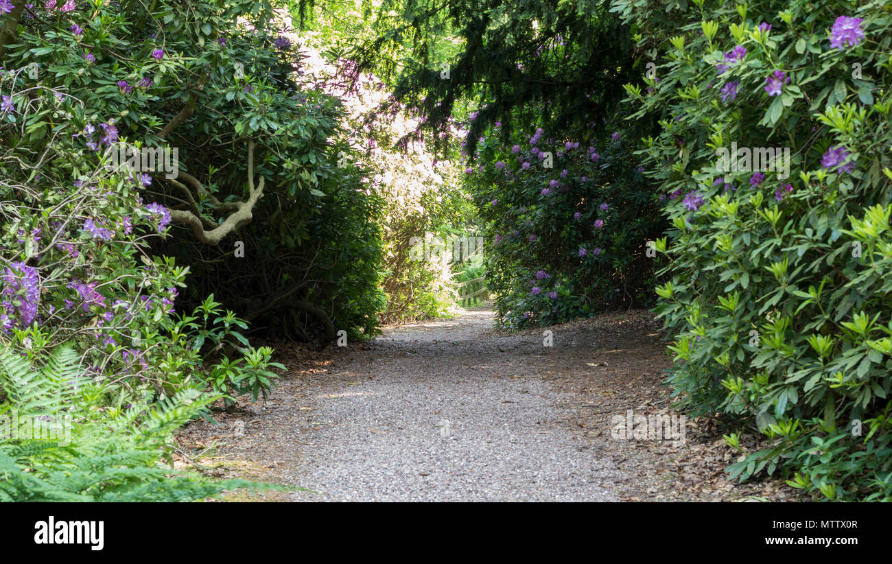 Weston under lizard hires stock photography and images Alamy