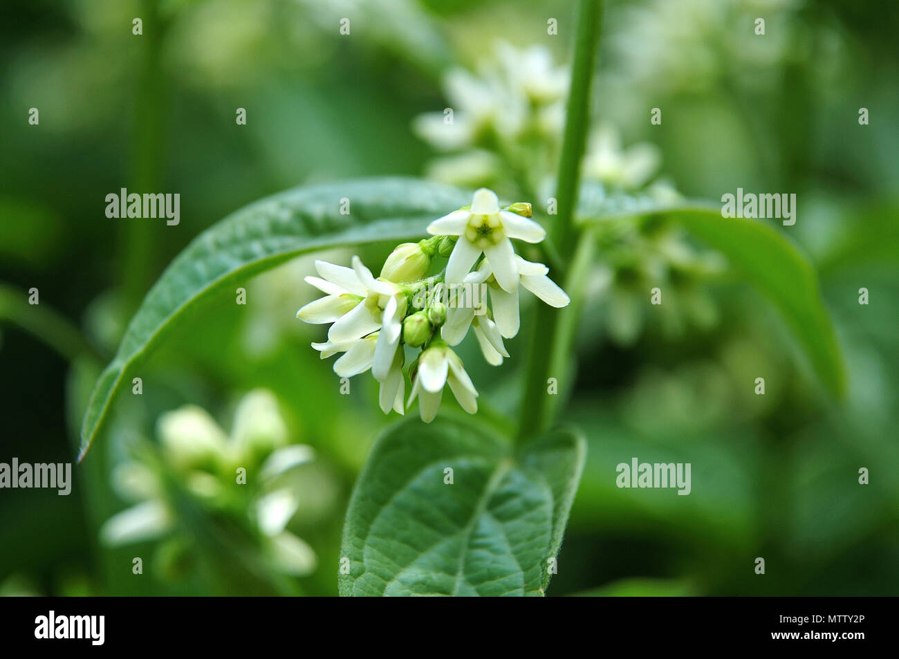 macrophotography of white blossoms and green leaves of vincetoxicum hirundinaria, a poisonous garden plant, traditionally used in herbal medicine and  Stock Photo