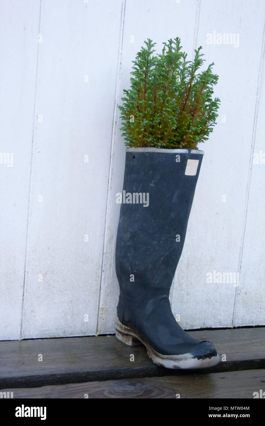 wellington boots used as planter for small conifer Stock Photo