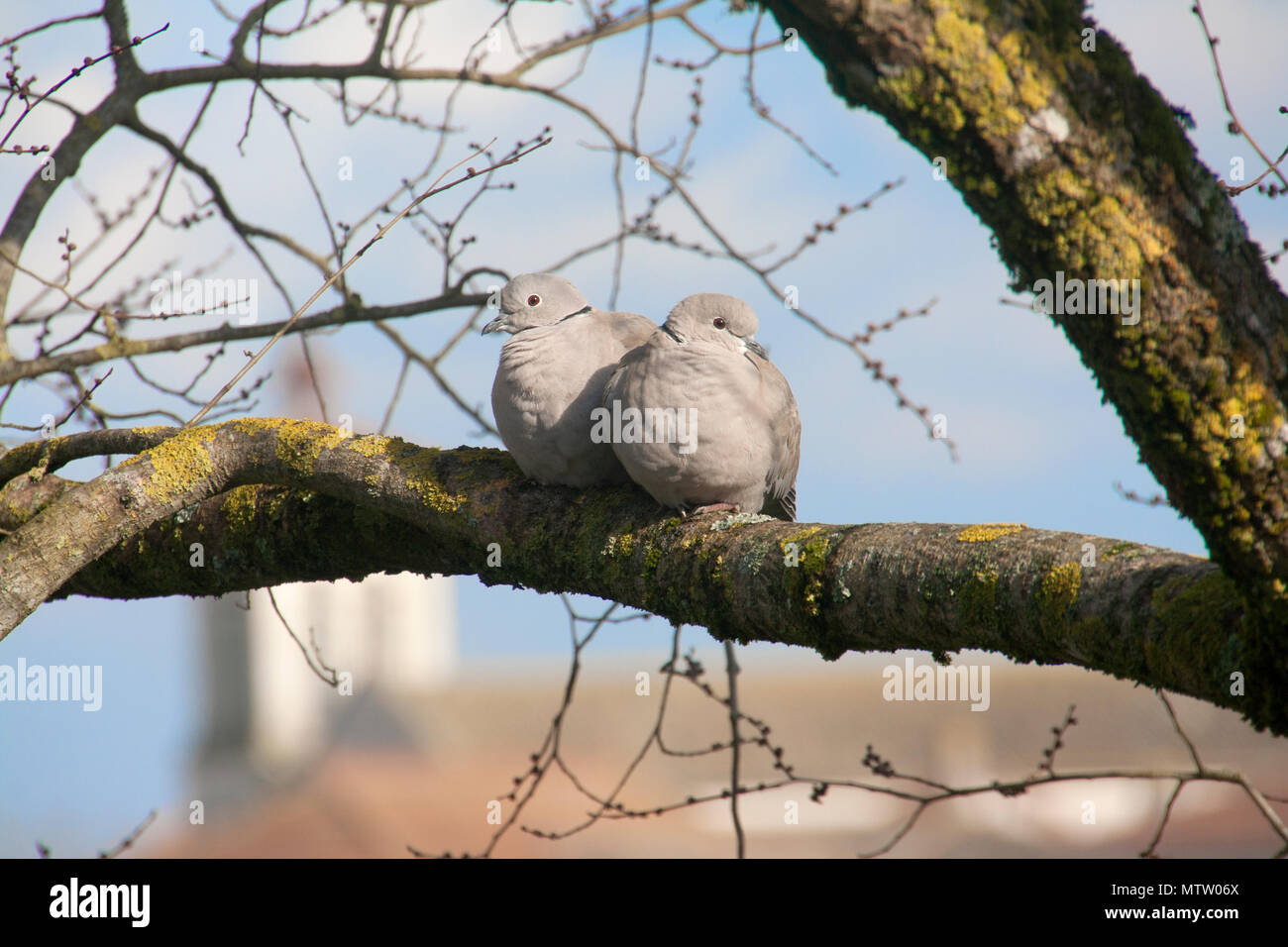 pair of collard doves on a branch Stock Photo