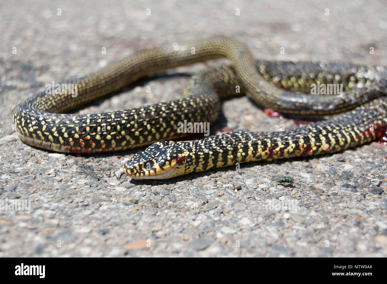 dead snake on road Stock Photo