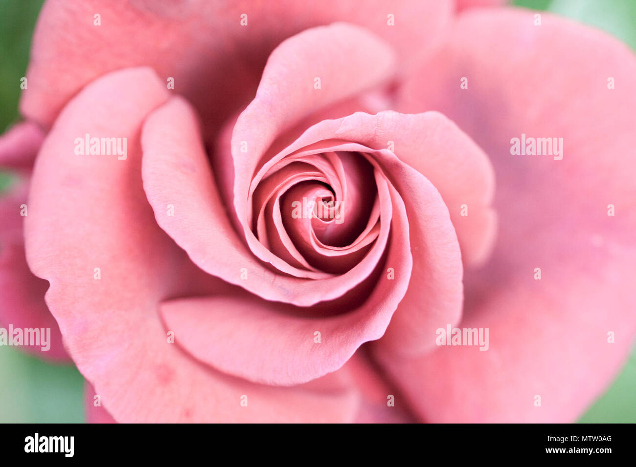 pretty orange and pink rose flower head Stock Photo