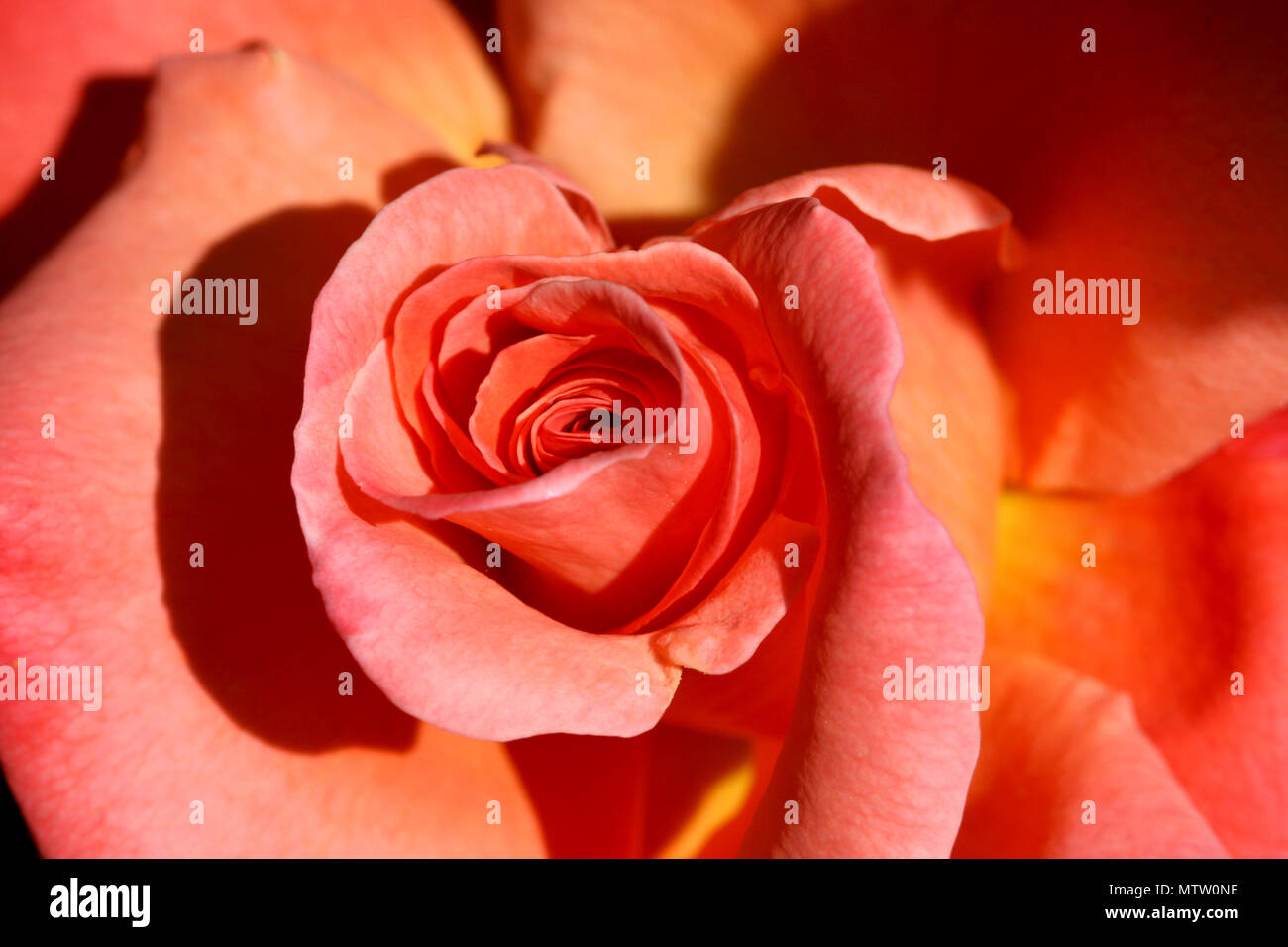 Real rose flower hi-res stock photography and images - Alamy