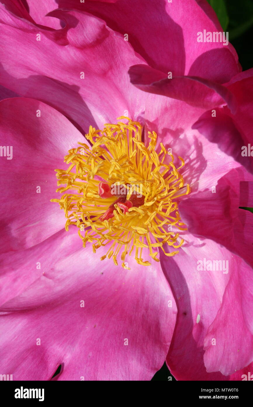 pink peony flower head Stock Photo