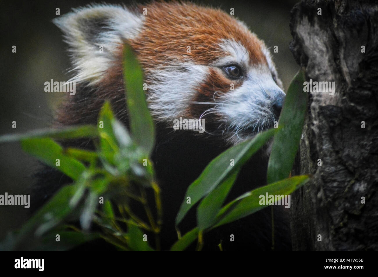 Adorable red pandas hi-res stock photography and images - Alamy