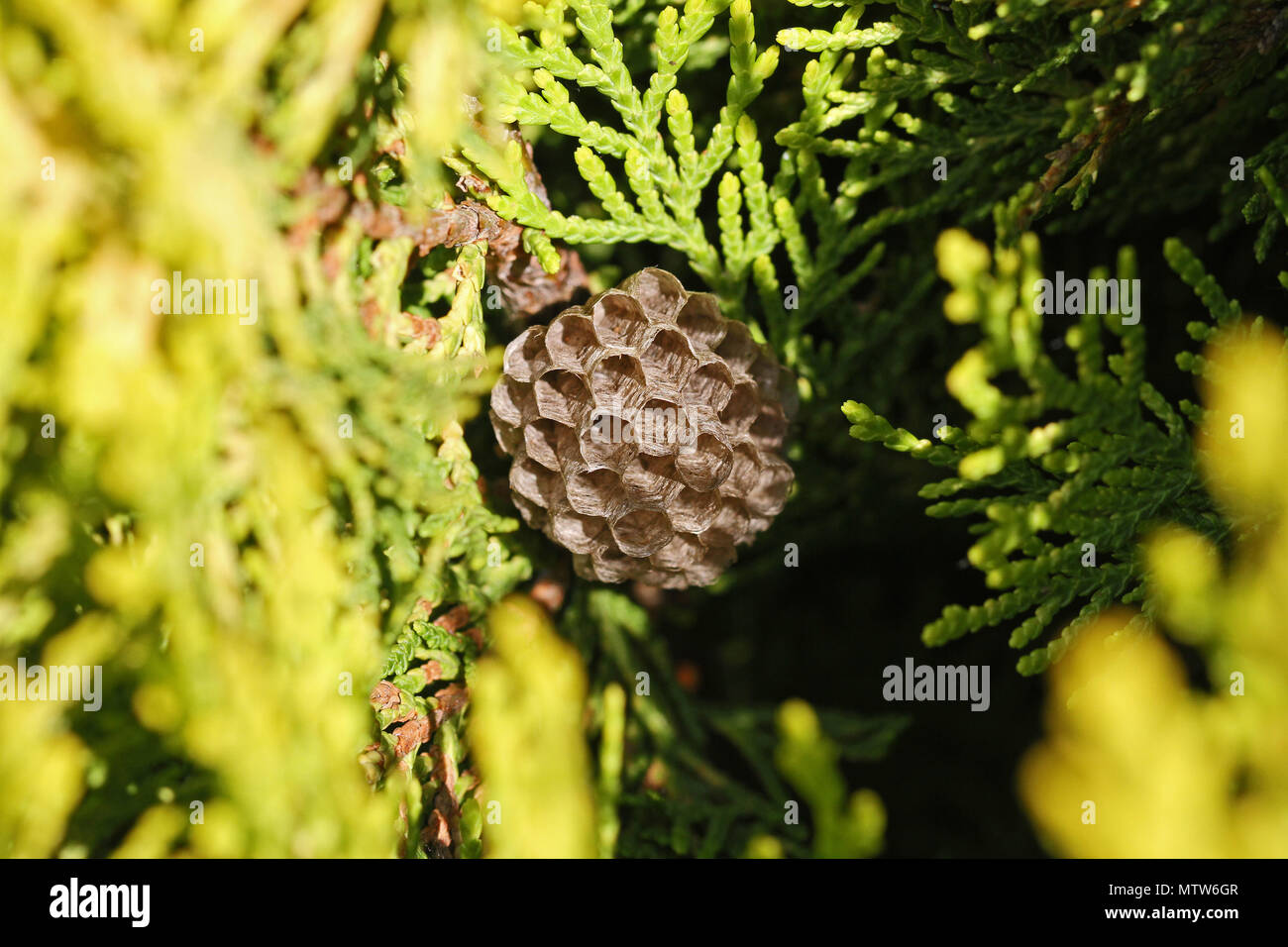 Tree wasp or paper wasp's nest close up in Italy Latin polistes gallicus or dolichovespula sylvestris in a thuja tree the umbrella nest very clear Stock Photo