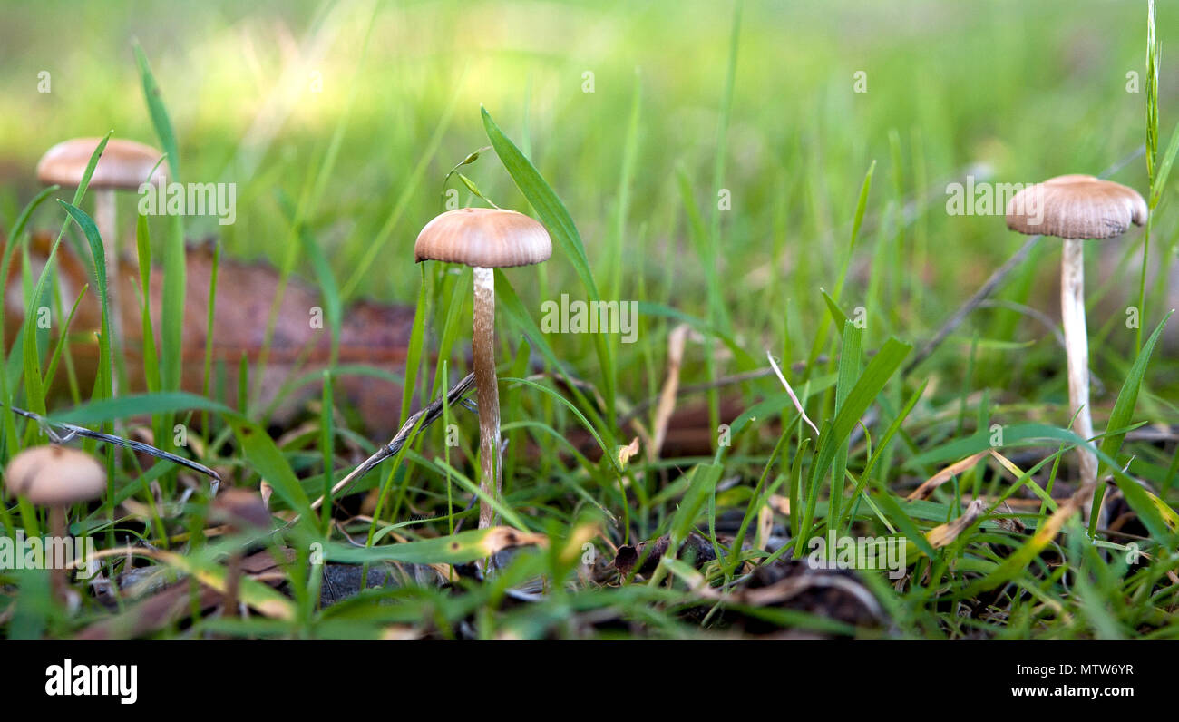 Small fungi spring up through the grass during moist and cool conditions at Travis Air Force Base, Calif., Jan. 13, 2017. Fungi are beneficial organisms recycling material to keep soil healthy, feed worms, and allow proper water transfer in the root zone. (U.S. Air Force photo/ Heide Couch) Stock Photo
