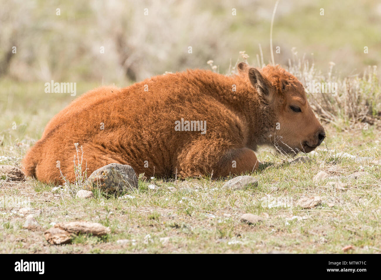 Baby bison napping in Yellowstone National Park Stock Photo Alamy
