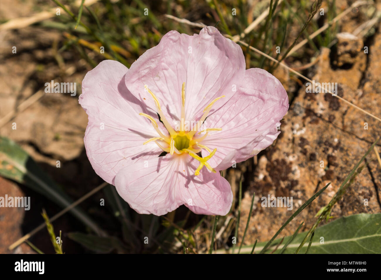 Blooming primrose in Yellowstone National Park Stock Photo
