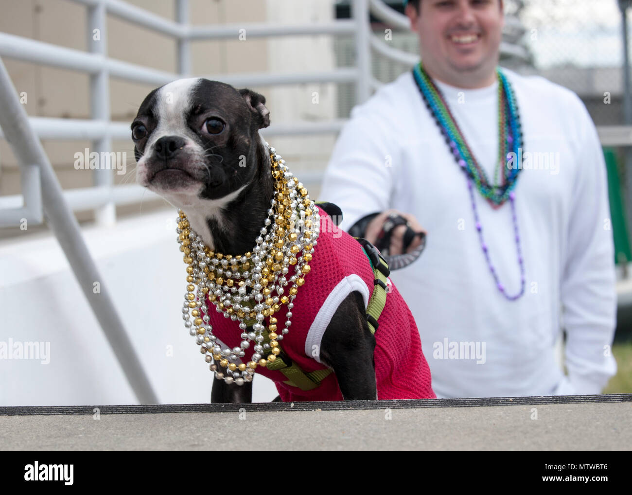 A local dog takes part in the 2017 Jose Gasparilla Pirate Invasion in the Port of Tampa, Fla., Saturday, Jan. 28, 2017. Sharing, trading and wearing beads is a tradition during the parade. U.S. Coast Guard photo by Petty Officer 1st Class Michael De Nyse Stock Photo
