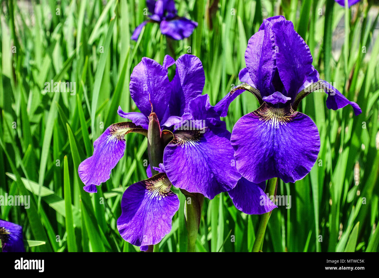 Siberian Iris, Iris sibirica ' Pansy Purple ' Stock Photo