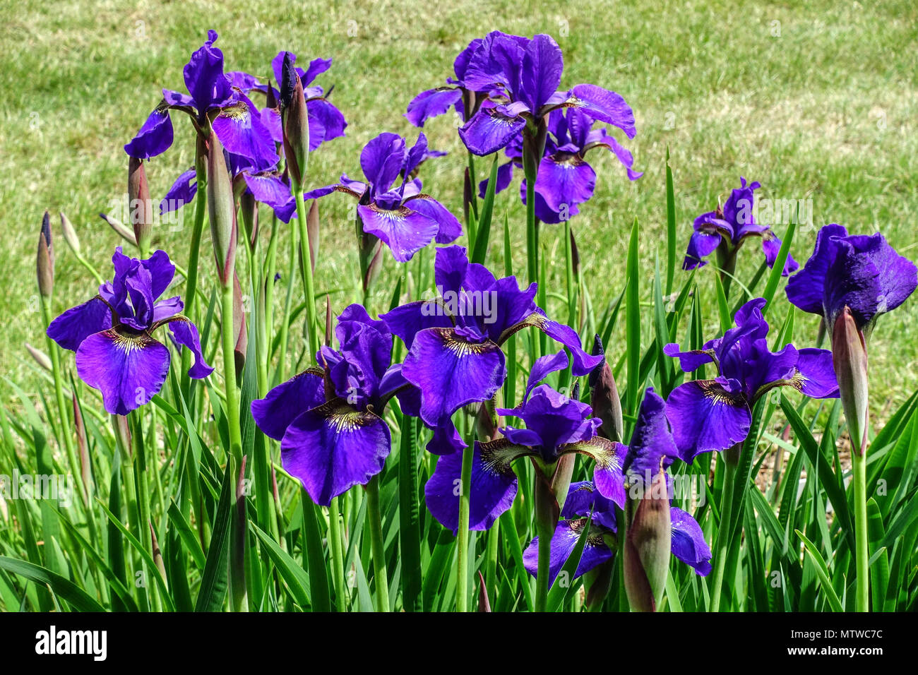 Siberian Iris, Iris sibirica ' Pansy Purple ', Iris blue flower in lawn Stock Photo