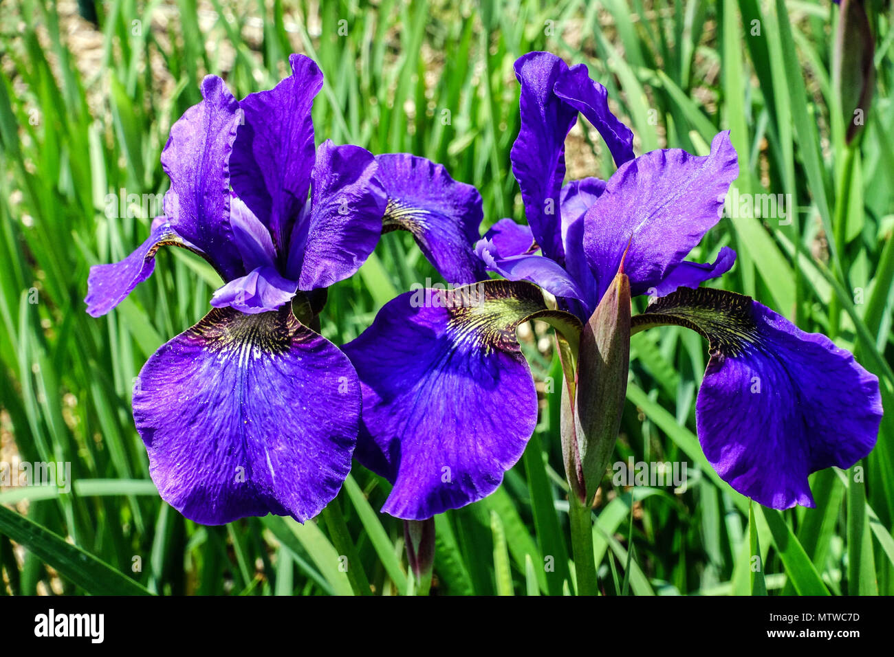 Siberian Iris, Iris sibirica ' Pansy Purple ', Iris flower blue Stock Photo