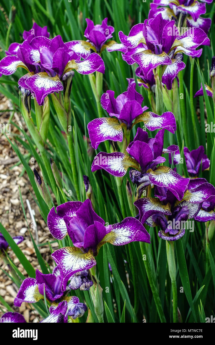Siberian Iris Purple Iris sibirica 'Currier' irises Stock Photo