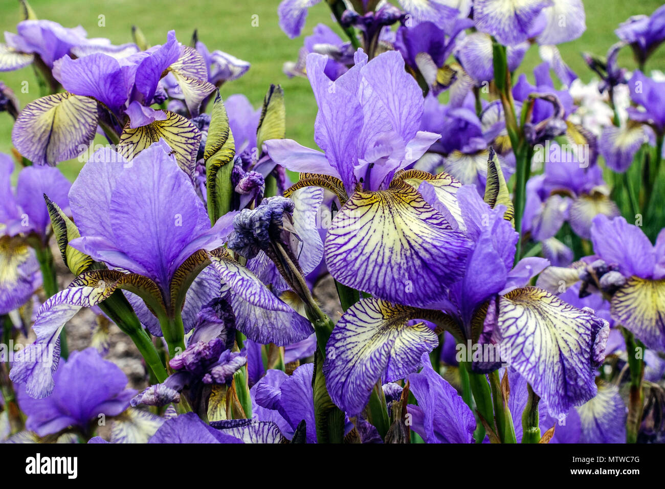 Siberian Iris, Iris sibirica ' Banish Misfortune ', Iris flower blue Stock Photo