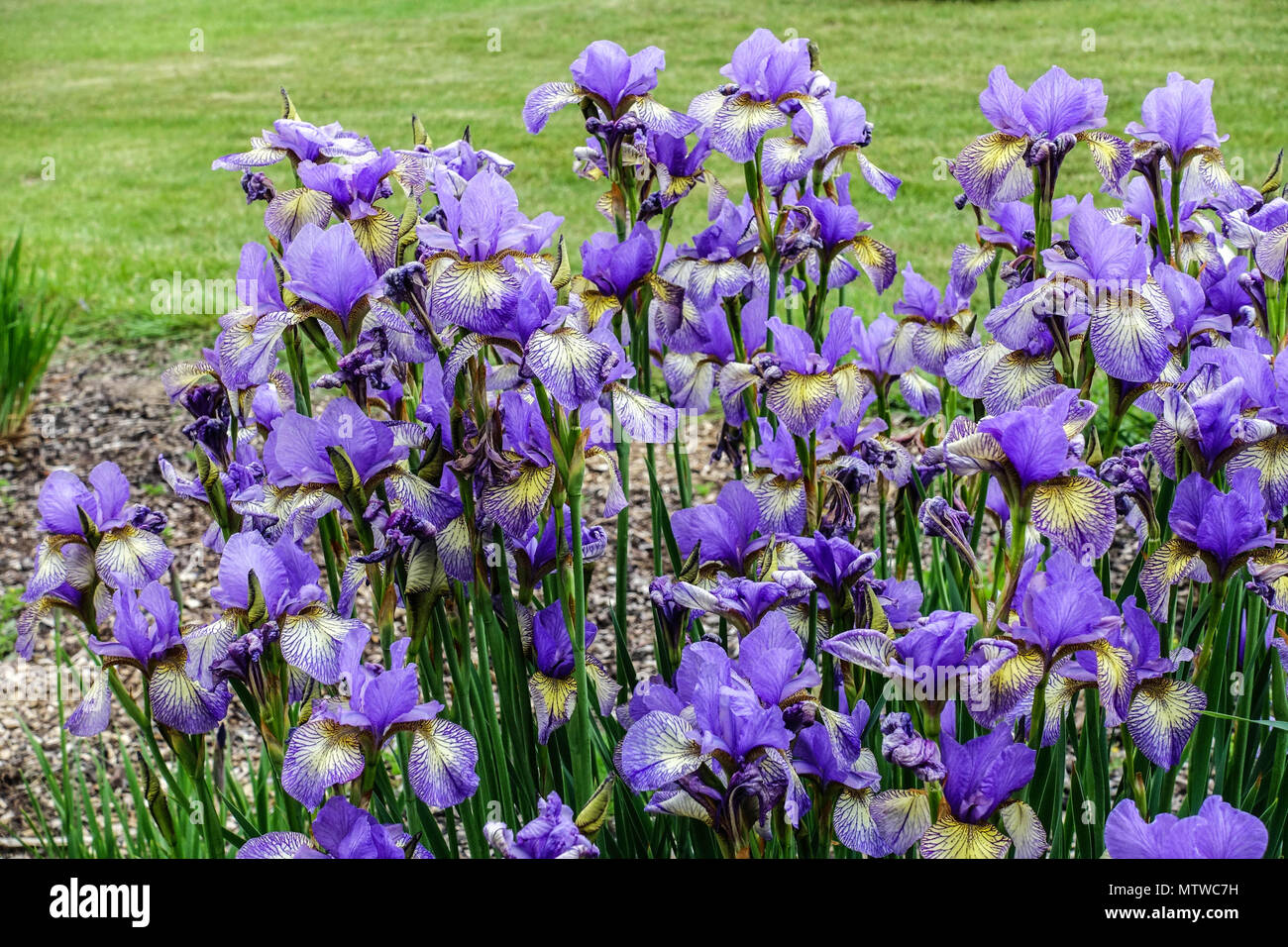 Iris sibirica flowers blue ' Banish Misfortune ' Irises Siberian irises Stock Photo