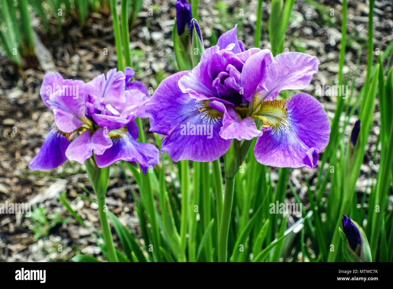 Siberian Iris, Iris sibirica "Having Fun" Stock Photo