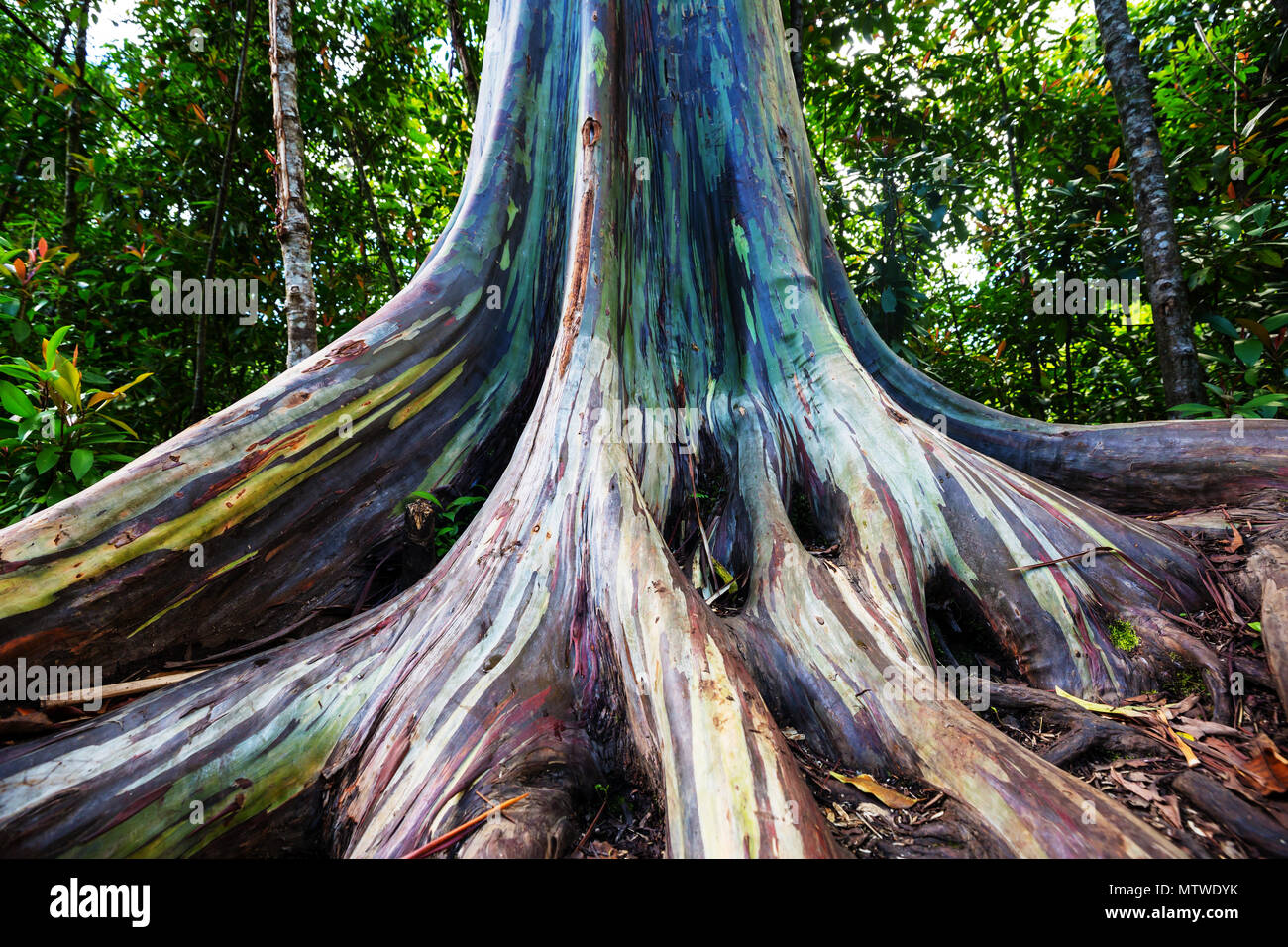 Rainbow Eucalyptus tree in Maui island, Hawaii Stock Photo Alamy