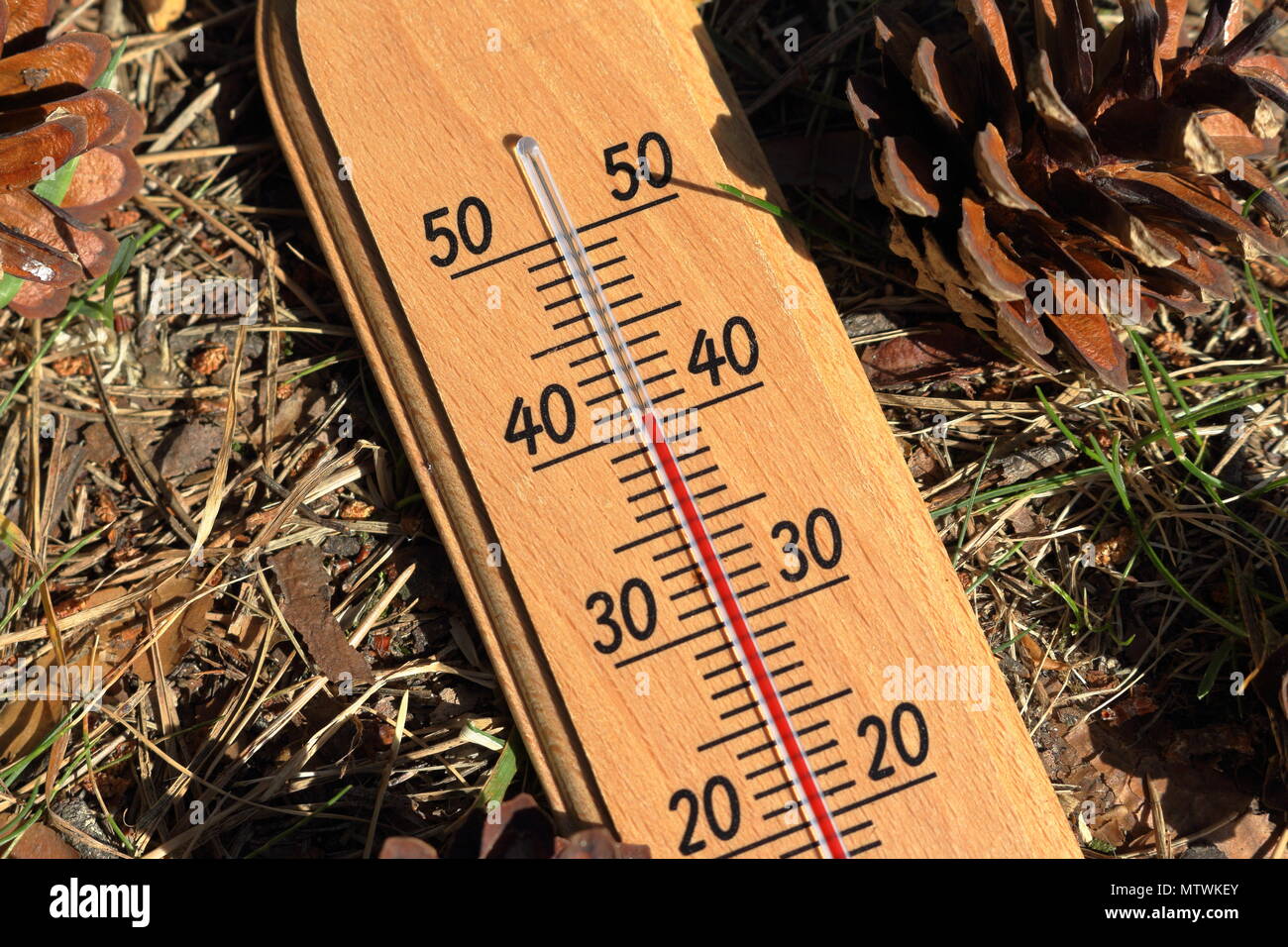Dry forest in summer - danger of fire. Thermometer showing soaring temperature on the forest floor Stock Photo