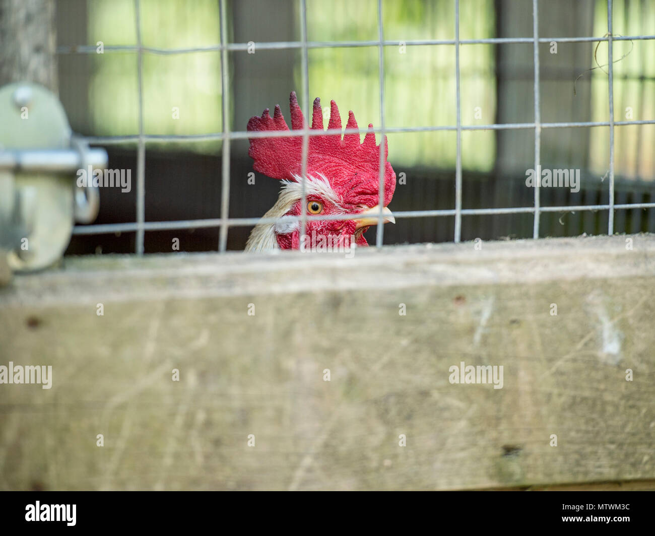 cockerel in a cage Stock Photo