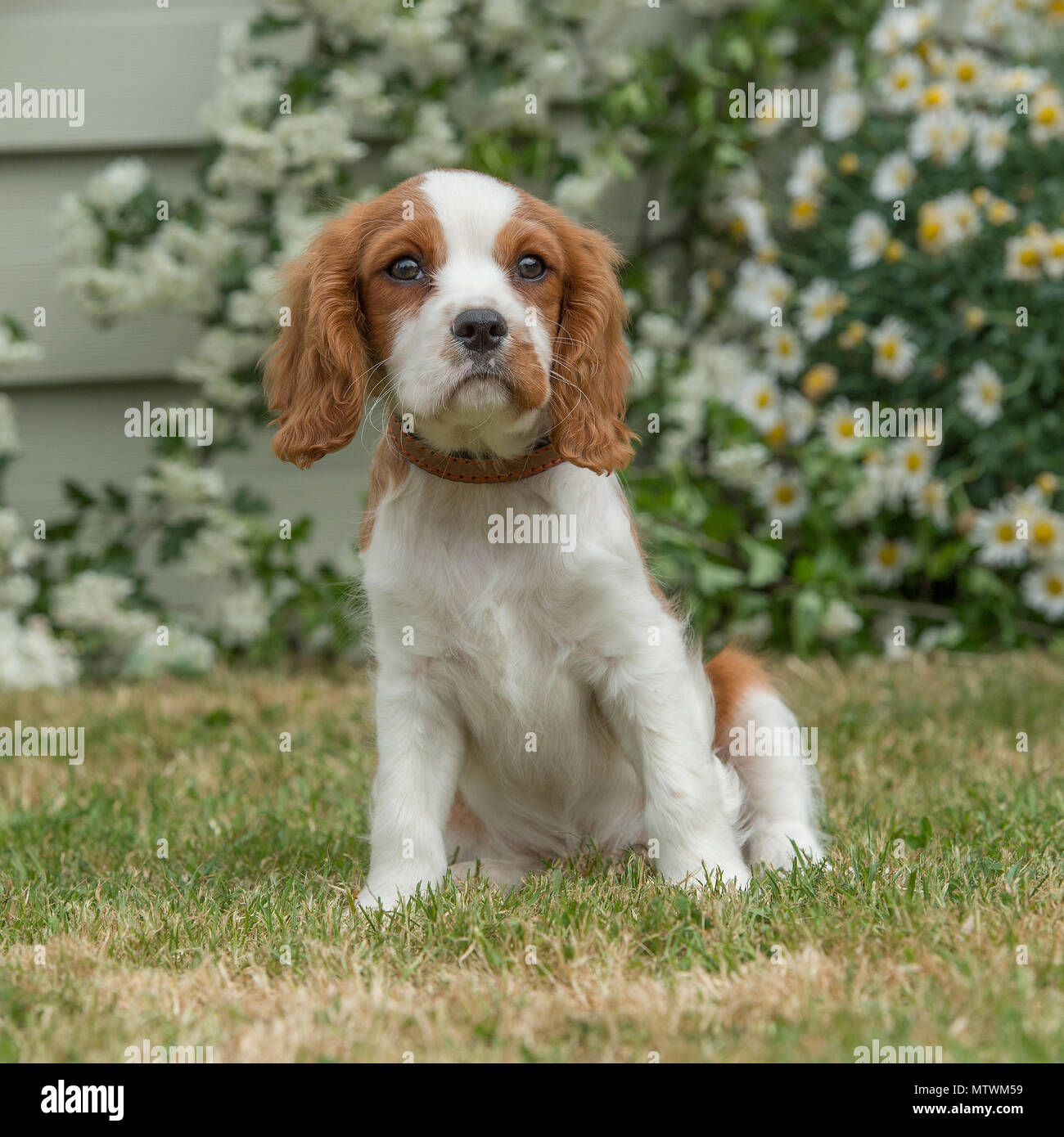 cavalier king charles spaniel puppy Stock Photo