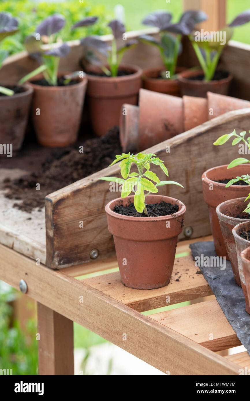 Potting up young plants in a greenhouse in spring. UK Stock Photo