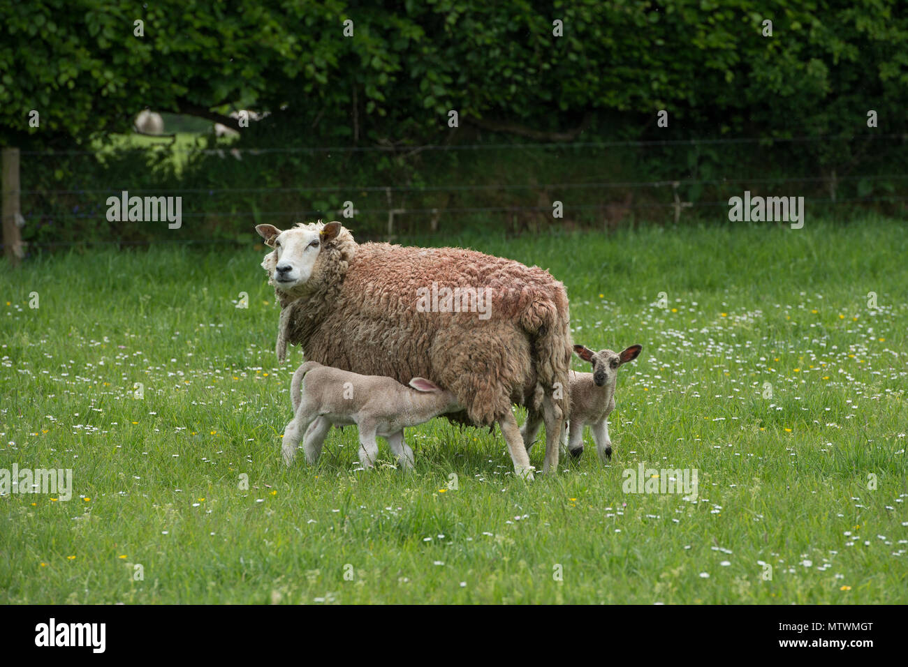 flock of sheep Stock Photo