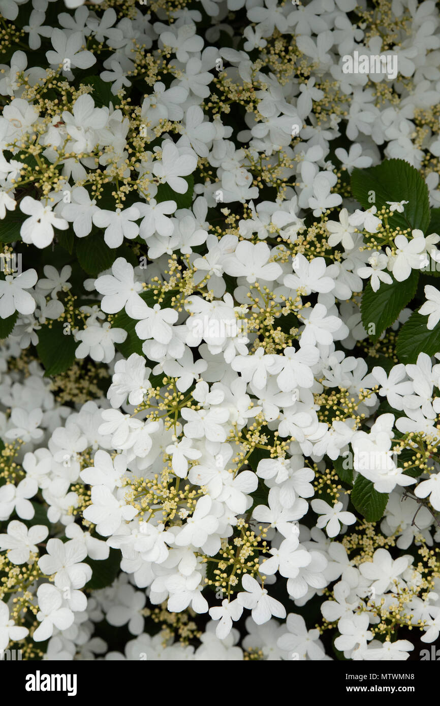 Viburnum plicatum f. tomentosum ‘Nanum semperflorens’. Japanese snowball ‘Nanum semperflorens’ shrub in flower. UK Stock Photo