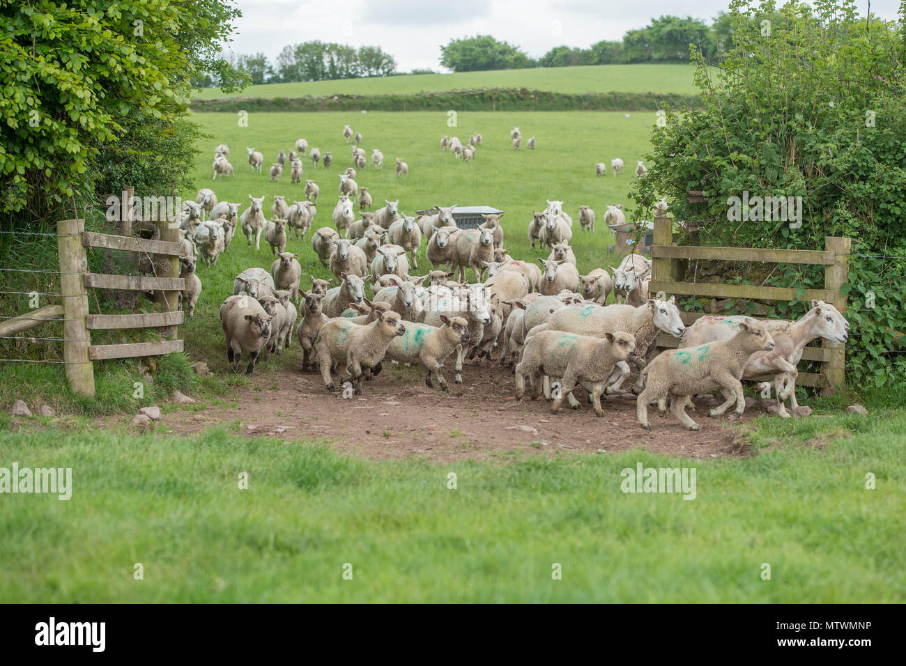 flock of sheep Stock Photo