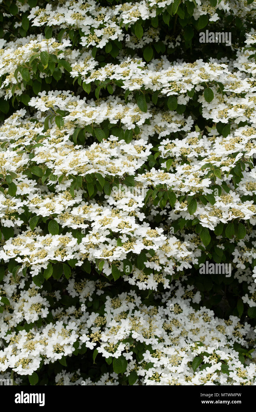 Viburnum plicatum f. tomentosum ‘Nanum semperflorens’. Japanese snowball ‘Nanum semperflorens’ shrub in flower. UK Stock Photo