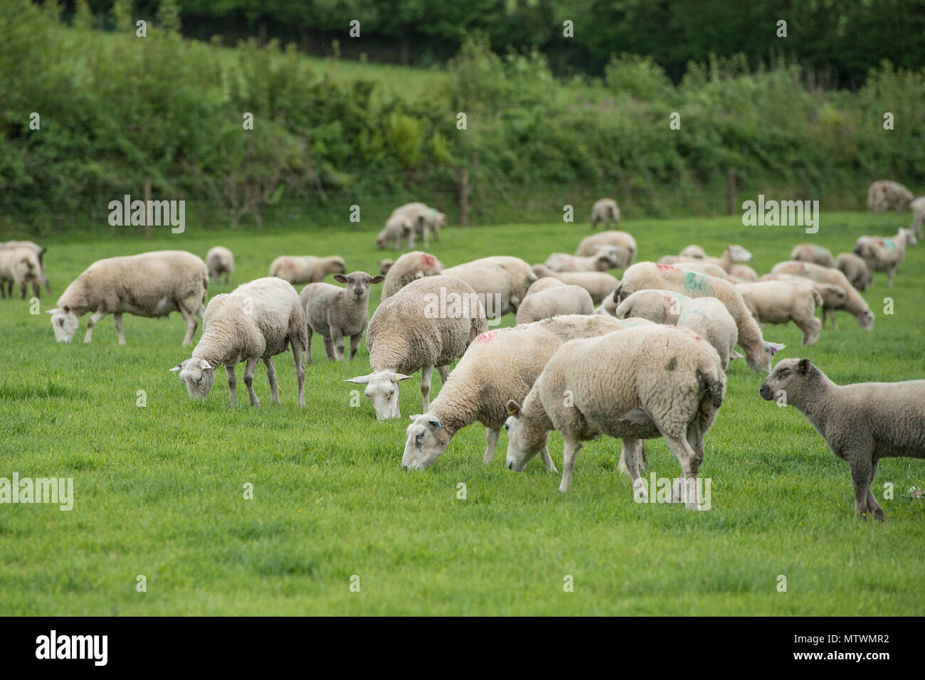 flock of sheep Stock Photo Alamy