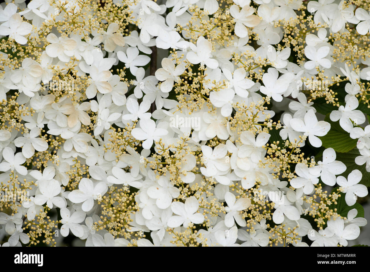 Viburnum plicatum f. tomentosum ‘Summer snowflake’. Japanese snowball ‘Summer snowflake’ shrub in flower. UK Stock Photo