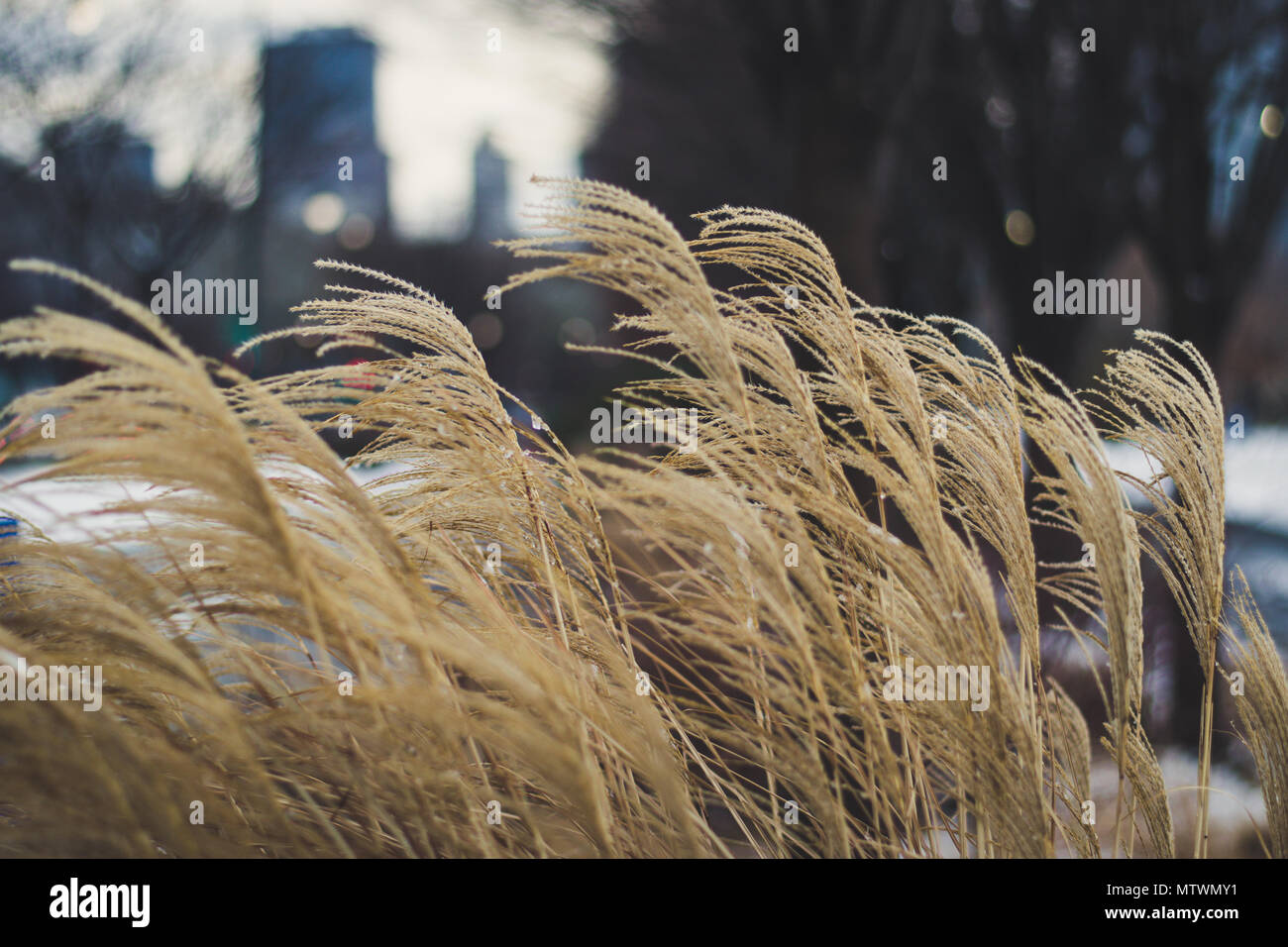 Tall brown grass blowing in hi-res stock photography and images - Alamy