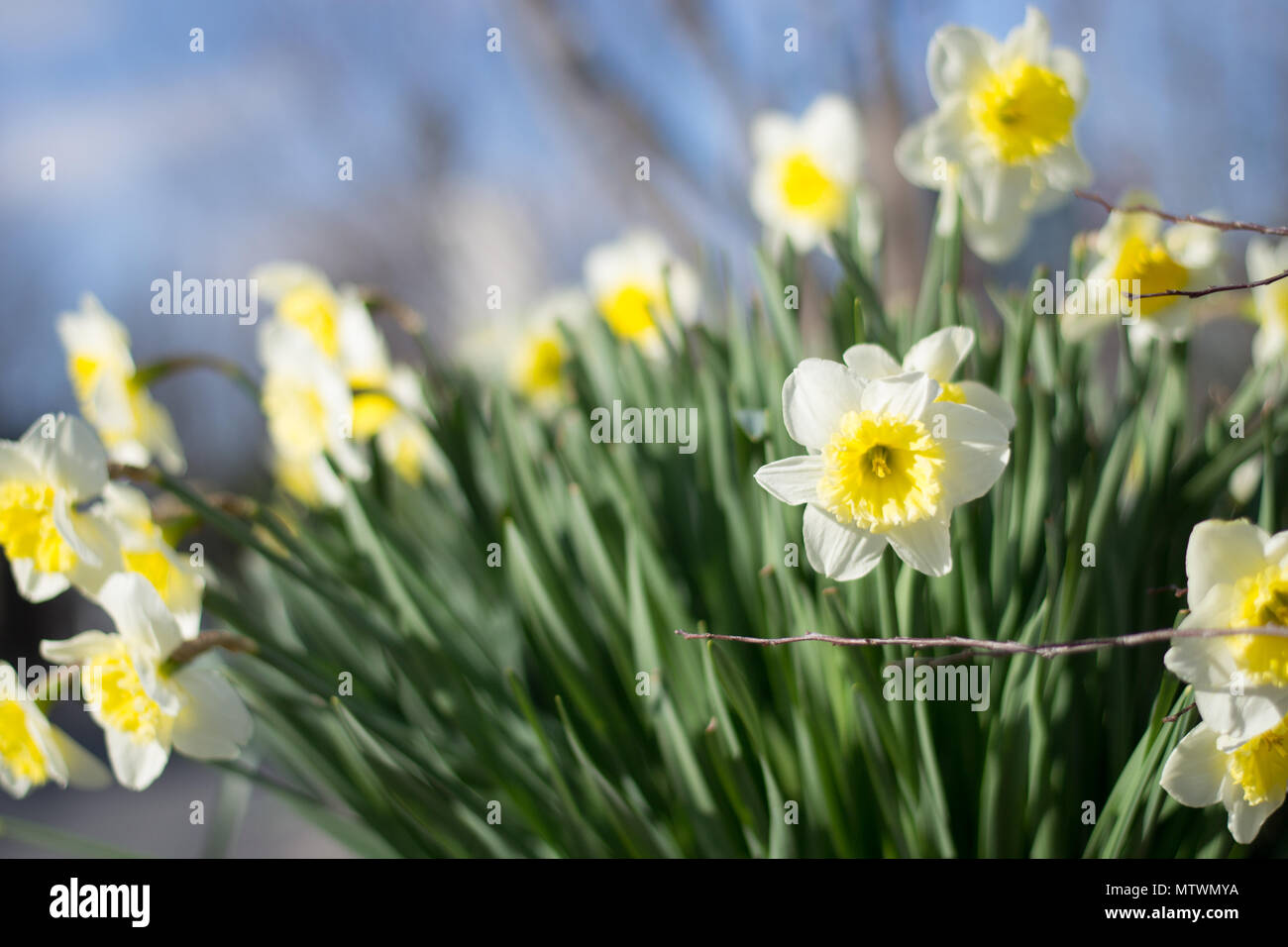Daffodils showing the first signs of spring in New York City park Stock
