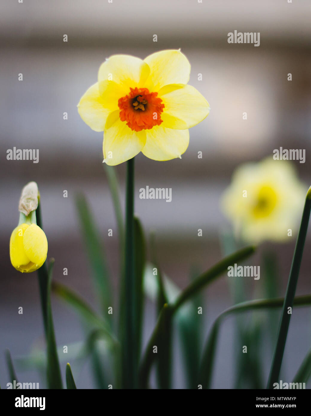 Yellow and Orange Daffodil showing the first sign of Spring in New York