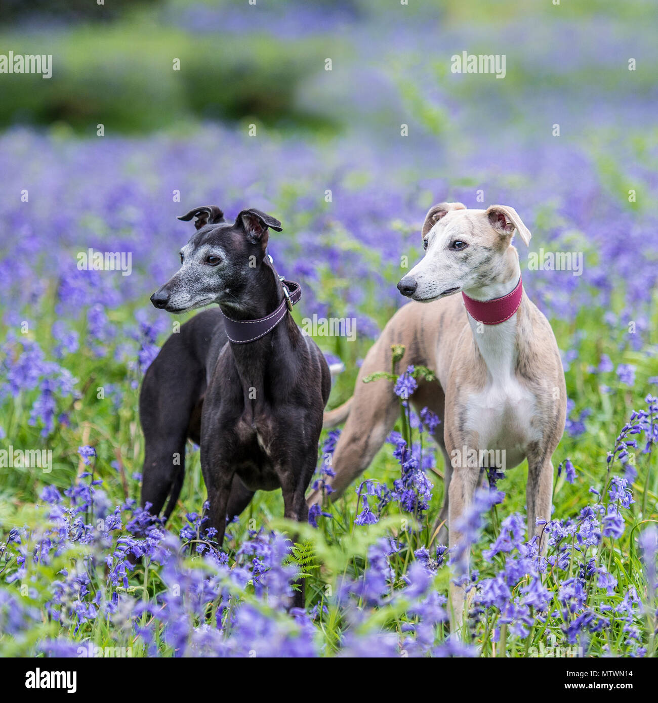 two whippets Stock Photo