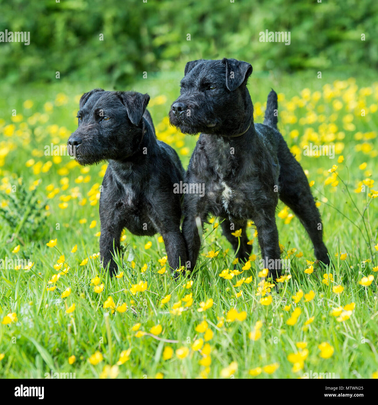 patterdale terriers Stock Photo