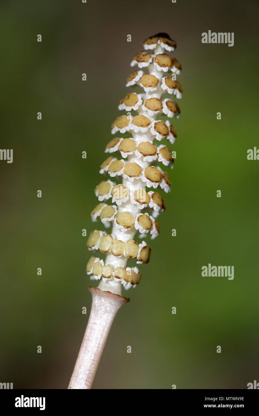 Common field horsetail, Equisetum arvense, traditional medicinal plant Stock Photo