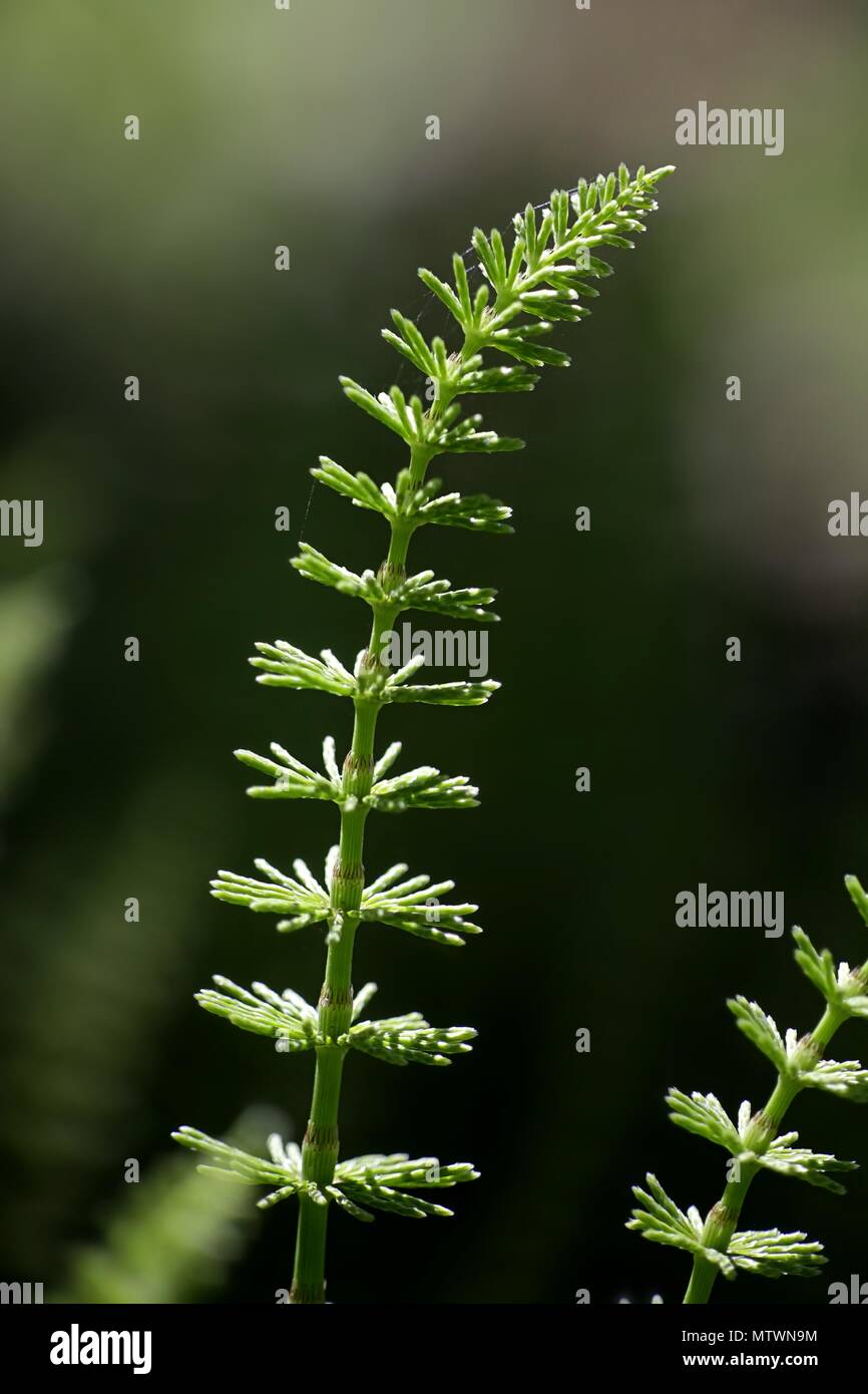 Common field horsetail, Equisetum arvense,  traditional medicinal plant Stock Photo