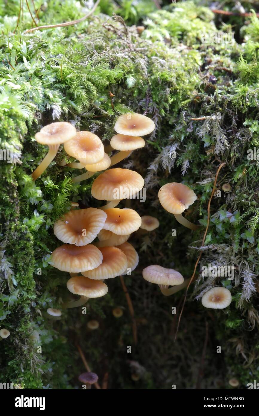 Golden trumpet, Xeromphalina campanella, wild mushroom from Finland