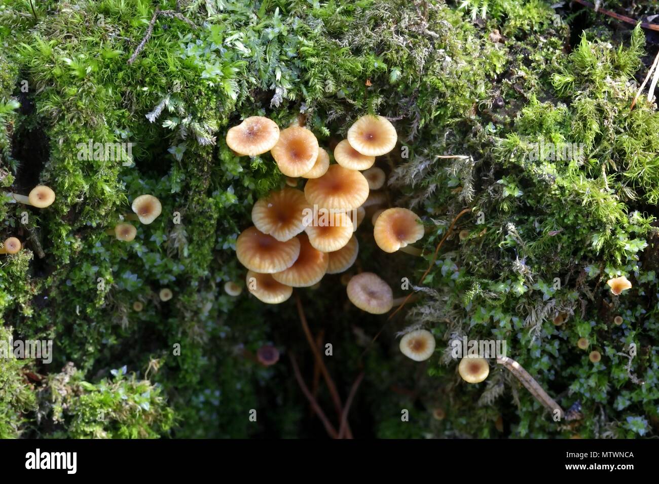 Golden trumpet, Xeromphalina campanella, wild mushroom from Finland
