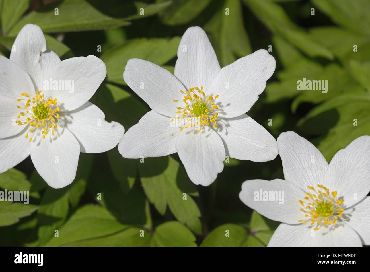 Wood anemone, also called windflower, thimbleweed, and smell fox Stock ...