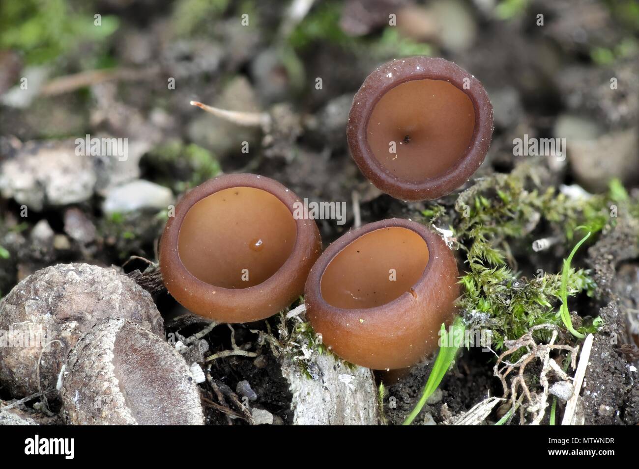 Anemone cup, Dumontinia tuberosa, wild mushroom from Finland Stock Photo