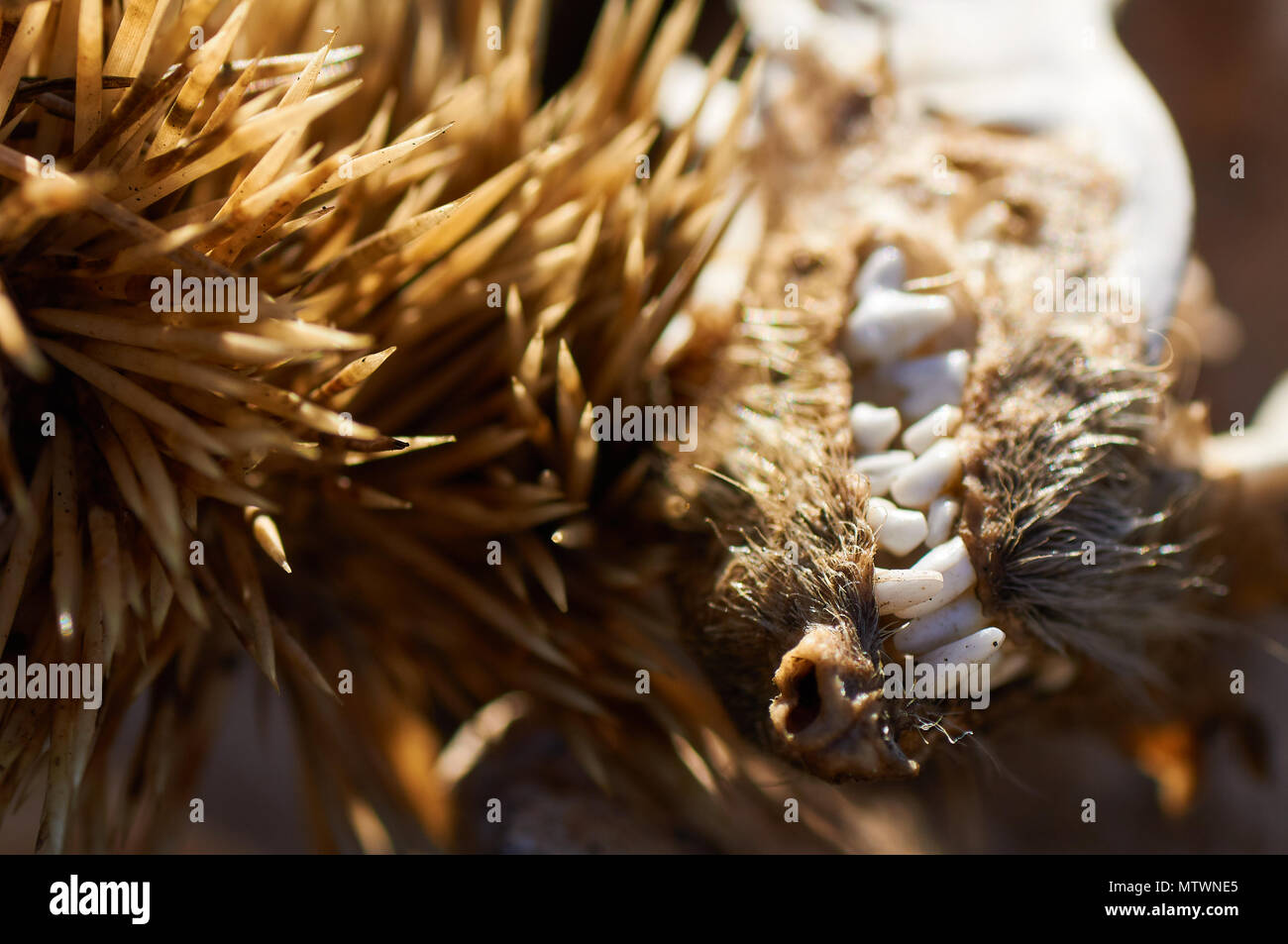 Macro detail of the teeth and spines of a dead north african hedgehog (Atelerix algirus) near Es Cap de Barbaria (Formentera, Balearic Islands, Spain) Stock Photo