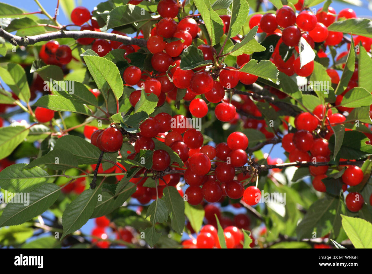 many sour cherries hanging on a tree Stock Photo
