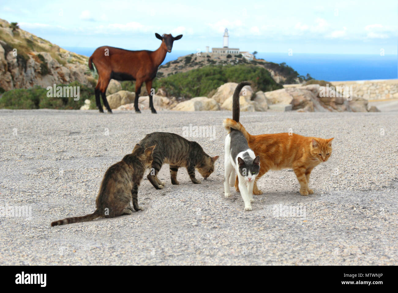 Mallorca animals hi-res stock photography and images - Alamy Mallorca animals hi-res stock photography and images - Alamy