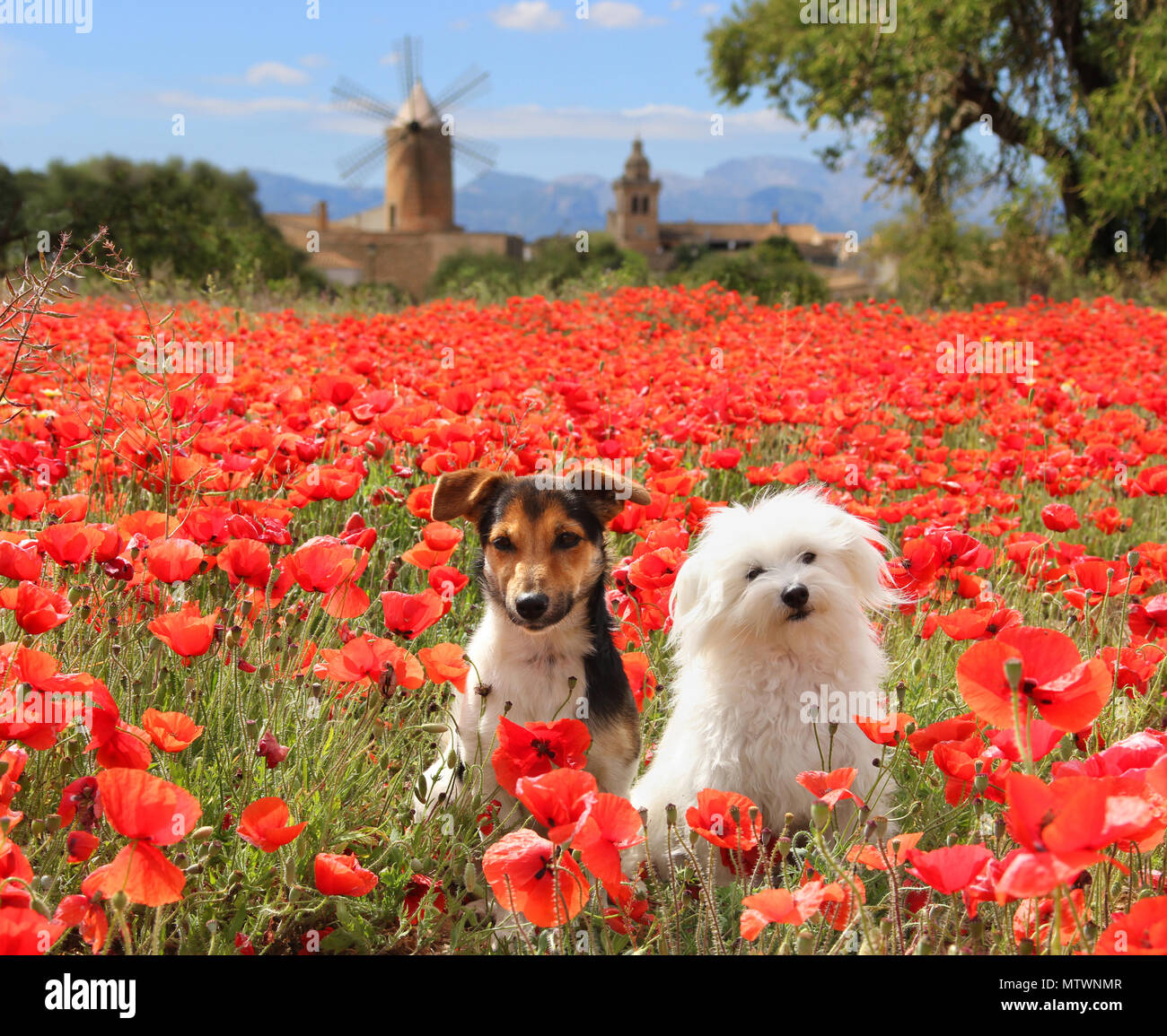 jack russell and maltese dog sitting in a flowering poppy meadow Stock Photo