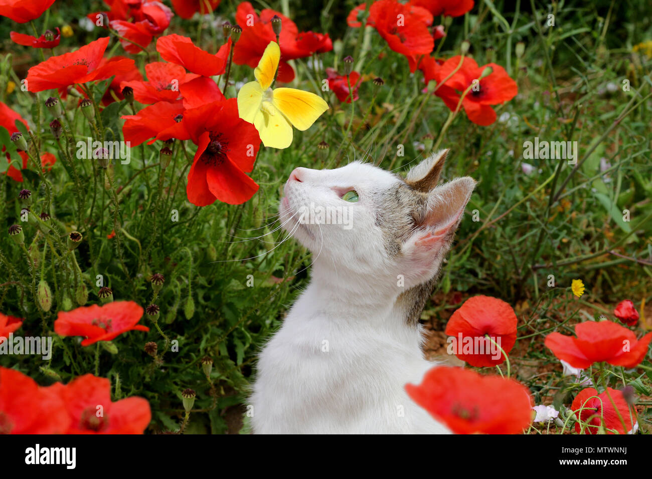 domestic cat, van, watching a yellow butterfly Stock Photo